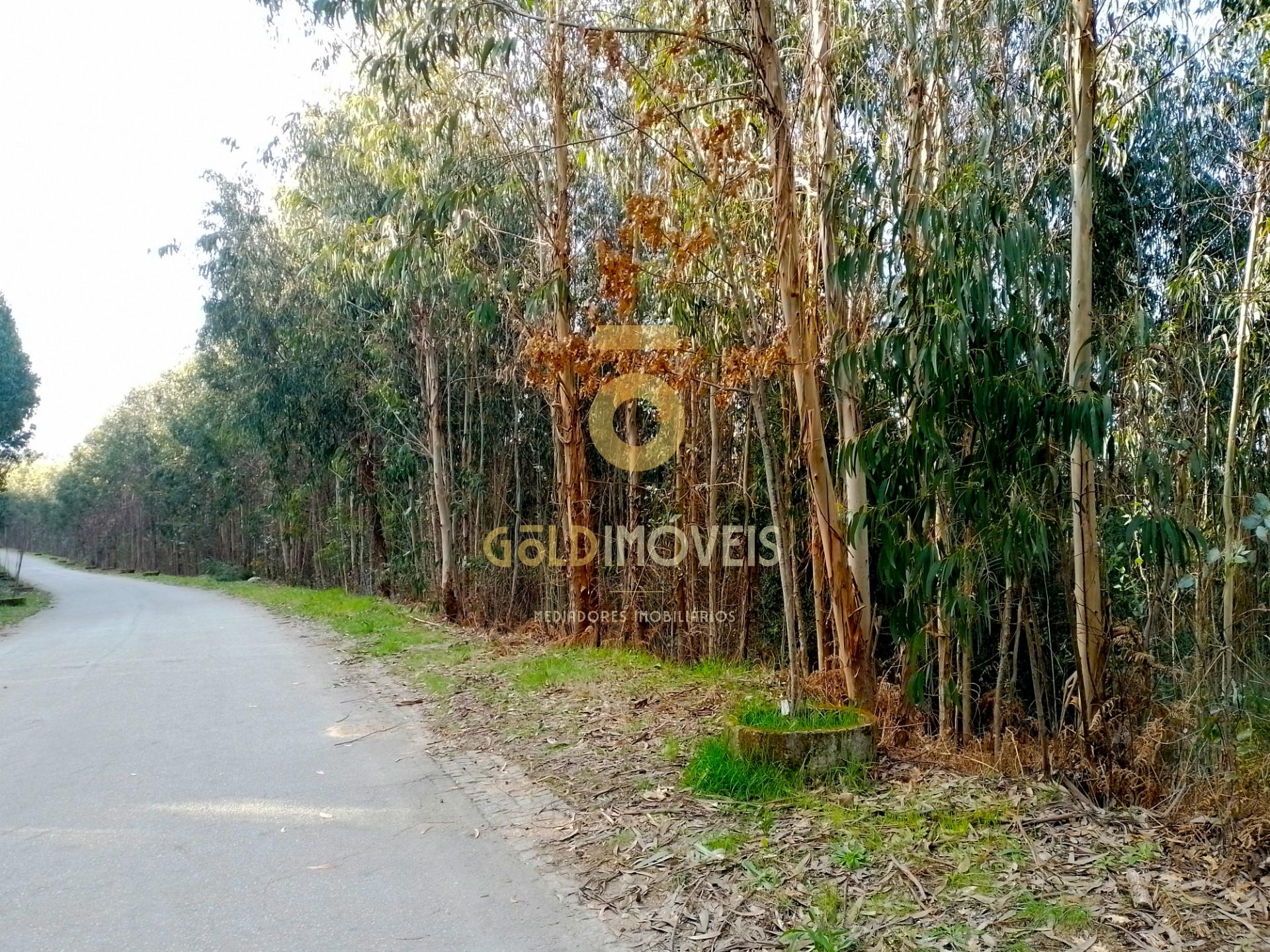Terreno Florestal