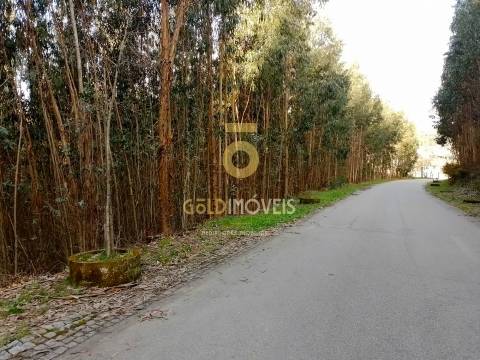Terreno Florestal