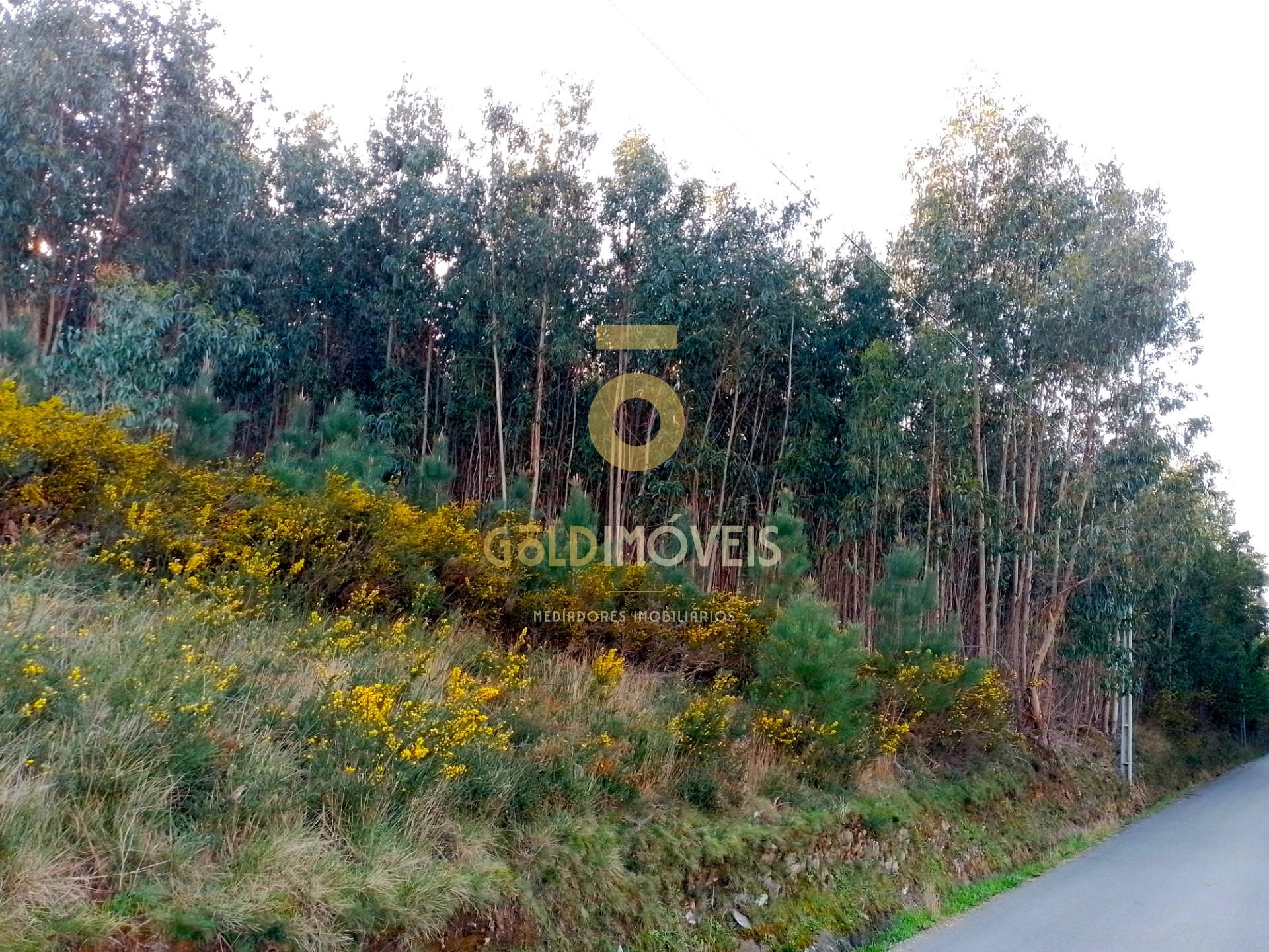 Terreno Florestal