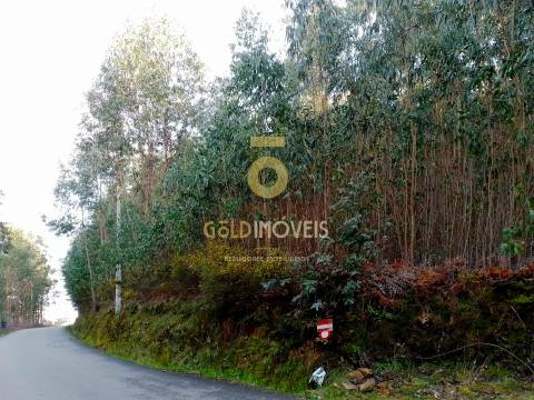 Terreno Florestal