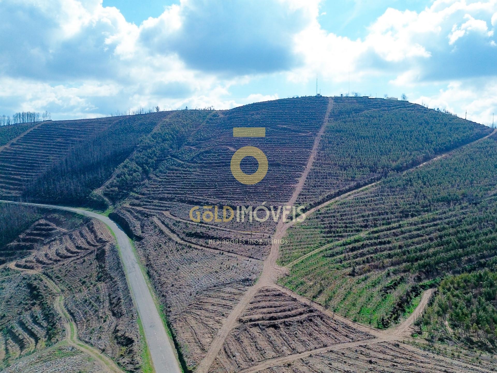 Terreno Florestal em Real - Castelo de Paiva