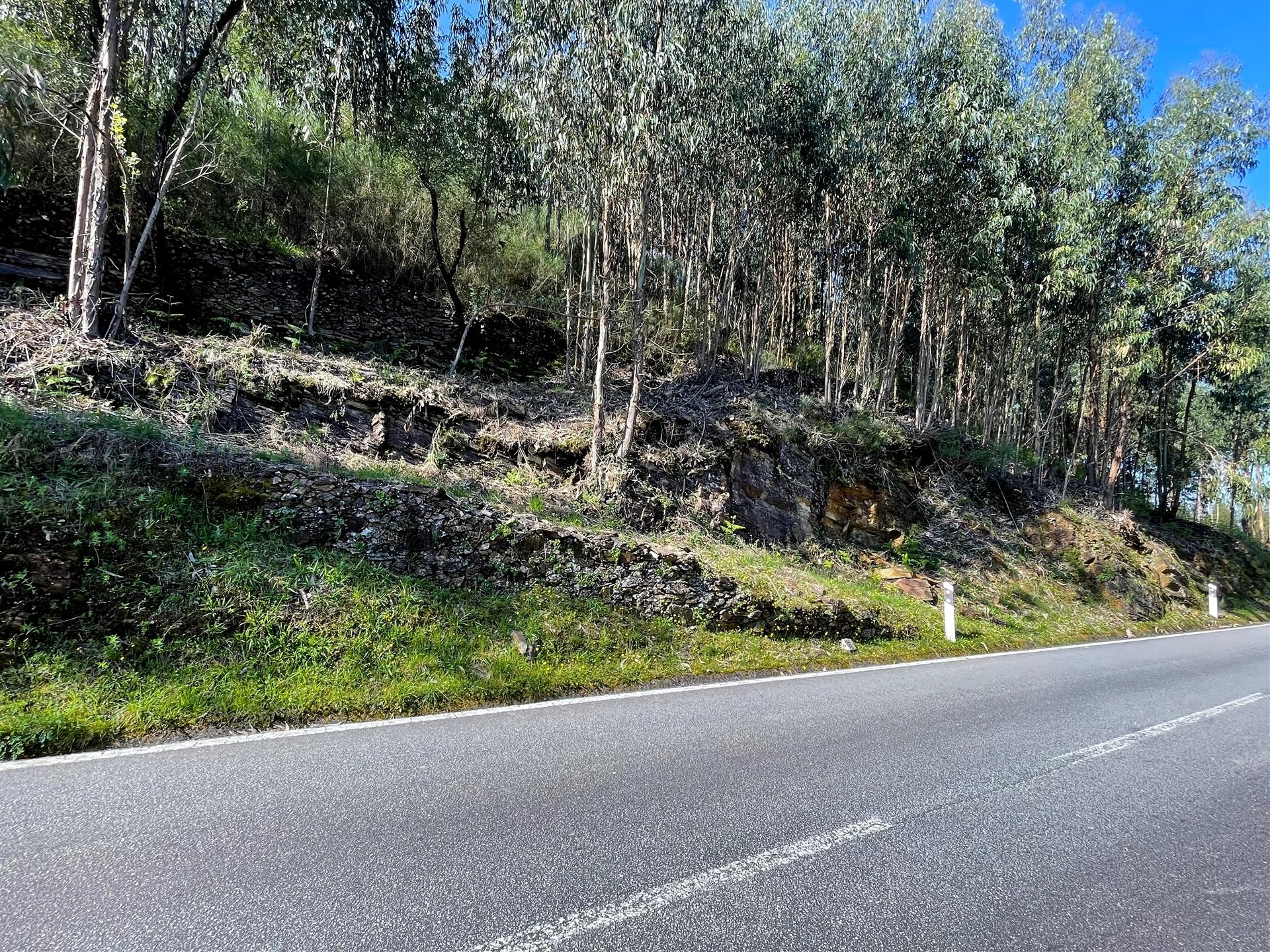 Terreno Rústico  Venda em Raiva, Pedorido e Paraíso,Castelo de Paiva