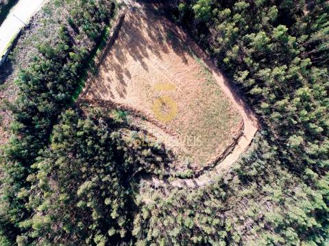 Terreno Florestal