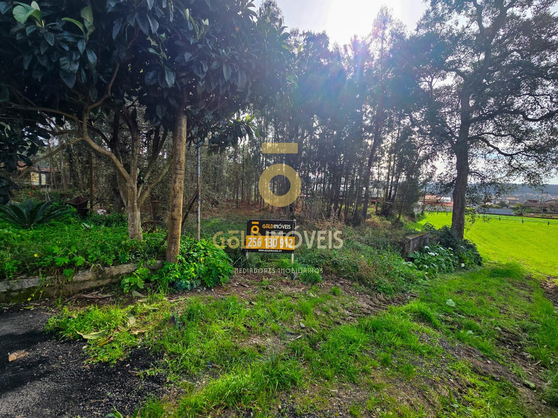 Terreno Rústico  Venda em São Martinho da Gândara,Oliveira de Azeméis