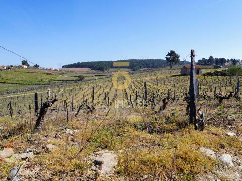 Quinta  Venda em Castedo e Cotas,Alijó