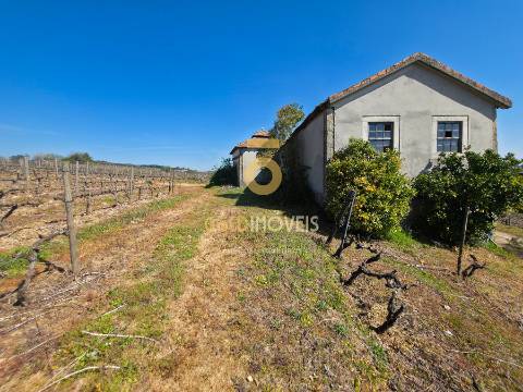 Quinta  Venda em Alijó,Alijó