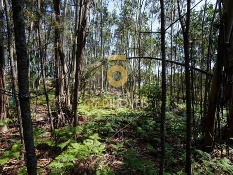 Terreno Rústico  Venda em Sobrado e Bairros,Castelo de Paiva