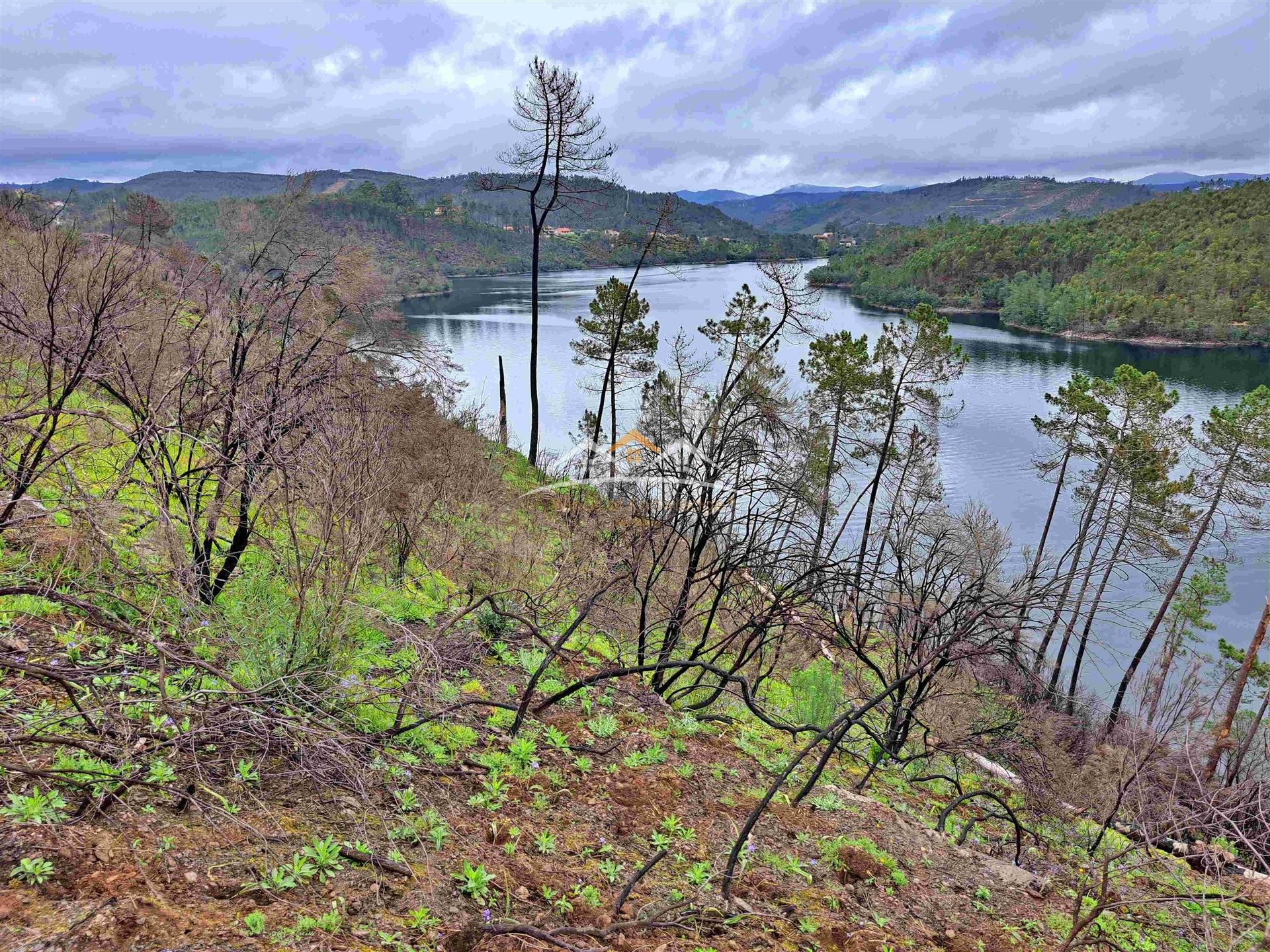 Terreno Rústico  Venda em Olalhas,Tomar