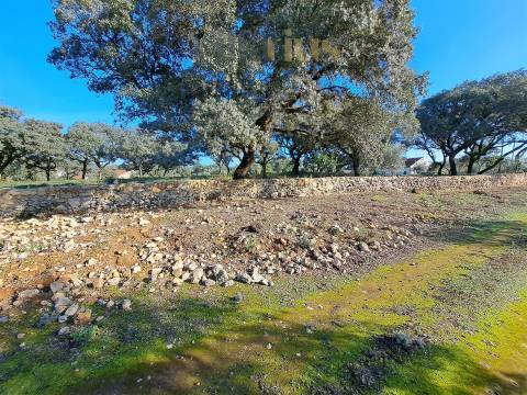 Terreno Plano com Viabilidade de Construção