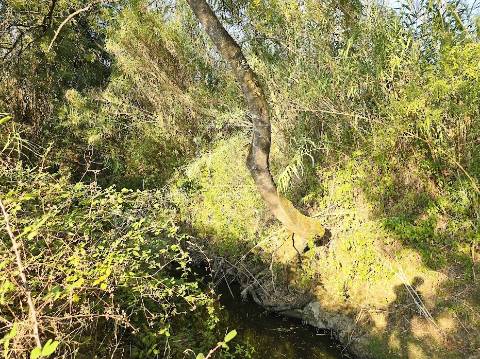 Terreno Misto  Venda em Torres Novas (São Pedro), Lapas e Ribeira Branca,Torres Novas