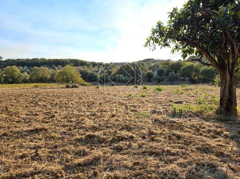 Terreno Misto  Venda em Torres Novas (São Pedro), Lapas e Ribeira Branca,Torres Novas