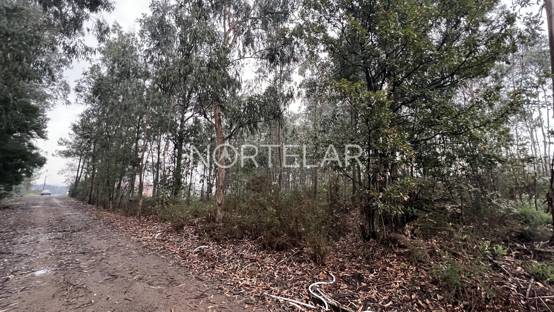 Terreno Rústico com 4.200 m² – Covelas, Trofa
