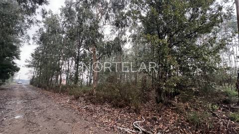 Terreno Rústico com 4.200 m² – Covelas, Trofa