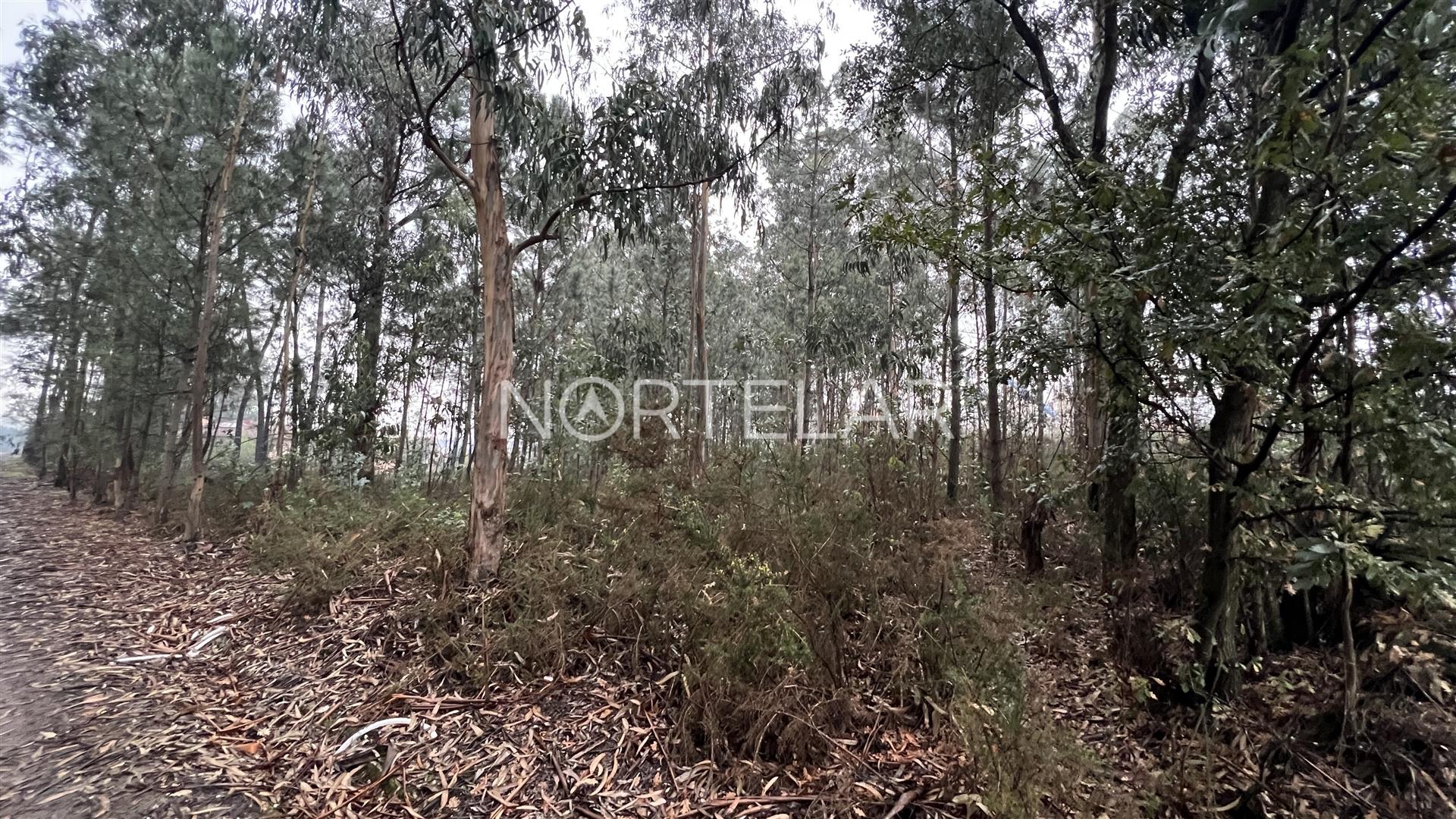 Terreno Rústico com 4.200 m² – Covelas, Trofa