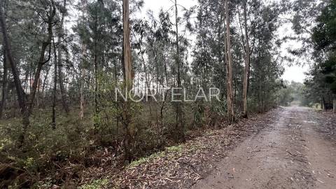 Terreno Rústico com 4.200 m² – Covelas, Trofa