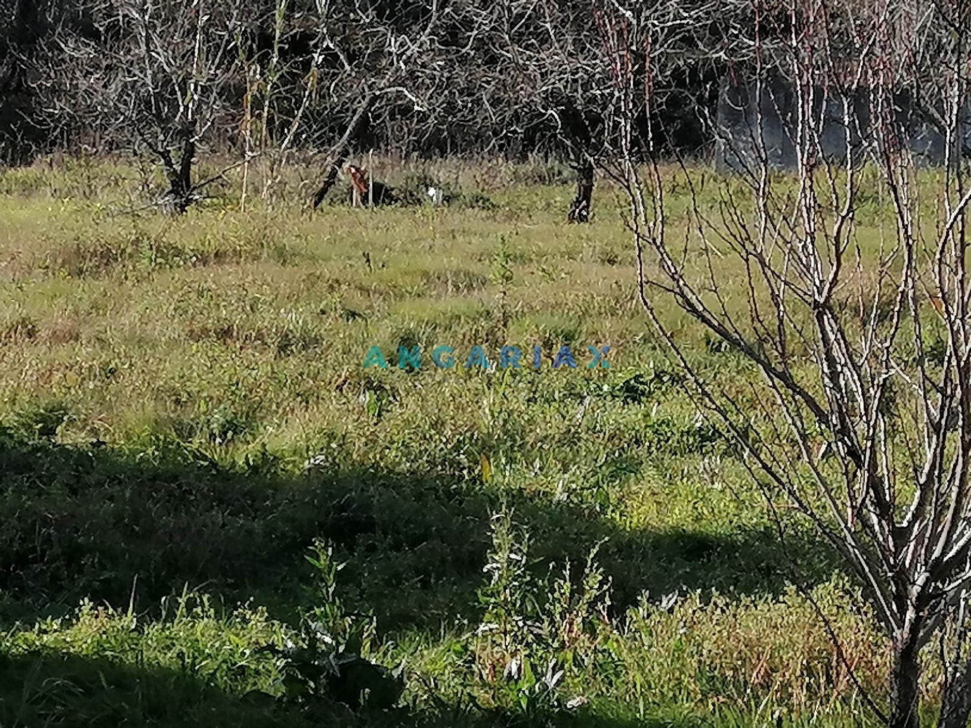 Terreno Para Construção  Venda em Milagres,Leiria