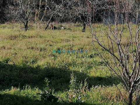 Terreno Para Construção  Venda em Milagres,Leiria