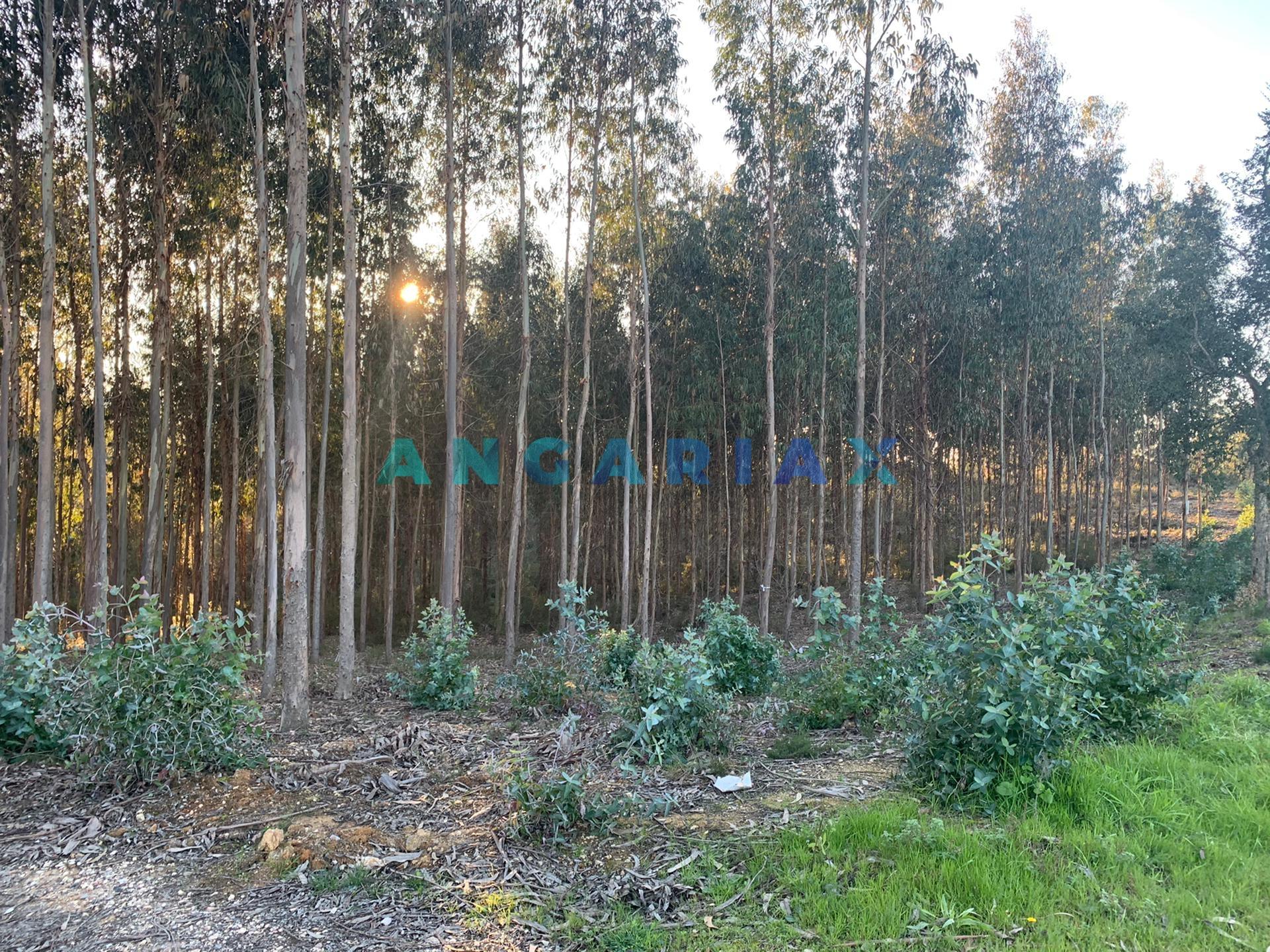 ANG109 - Terreno para Construção para Venda em Arrabal
