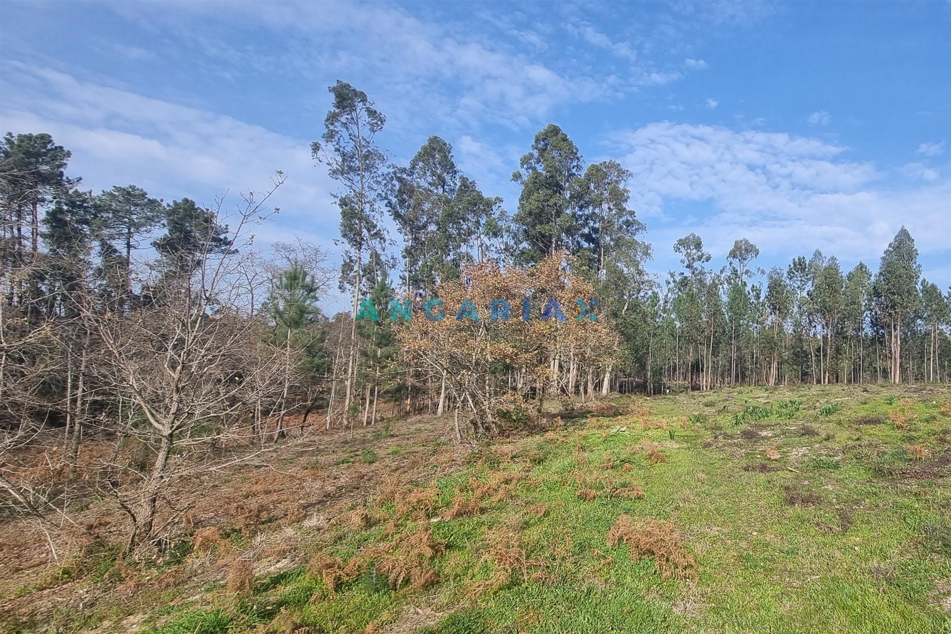 ANG1017 - Terreno de 4174m2 à Venda em Maceira, Leiria