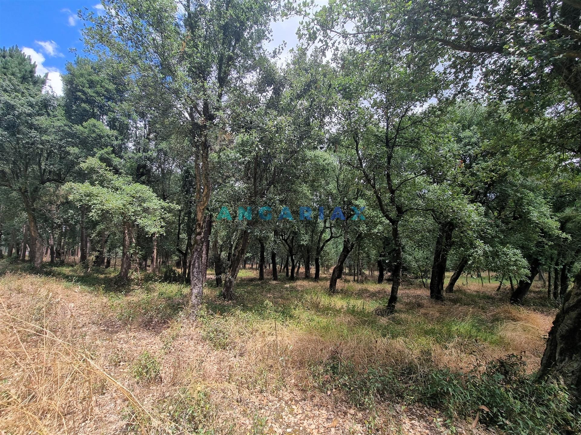 ANG1153  - Terreno para Venda em Porto de Mós
