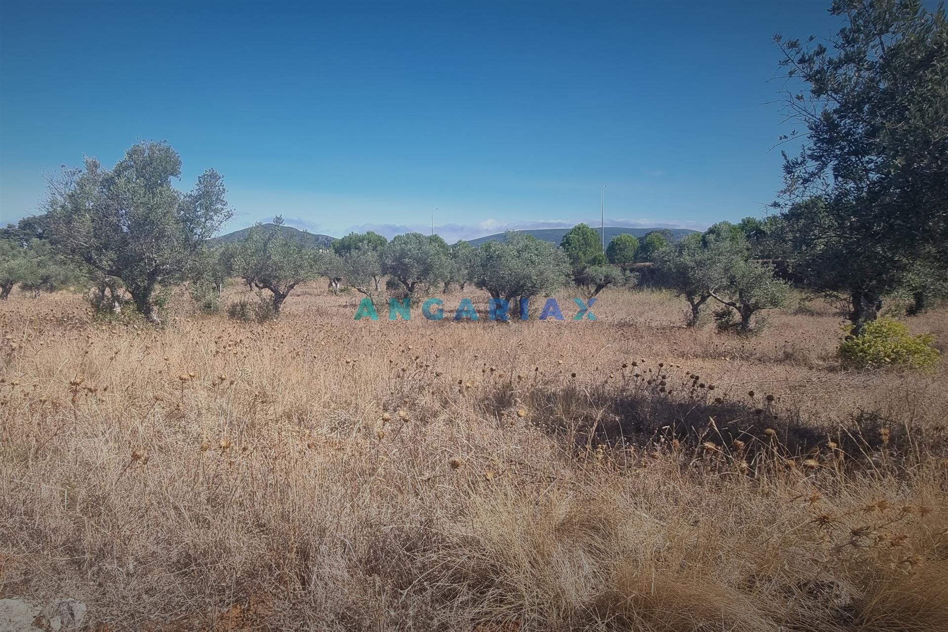 ANG1195 - Terreno para Venda em Alcanena, Santarém
