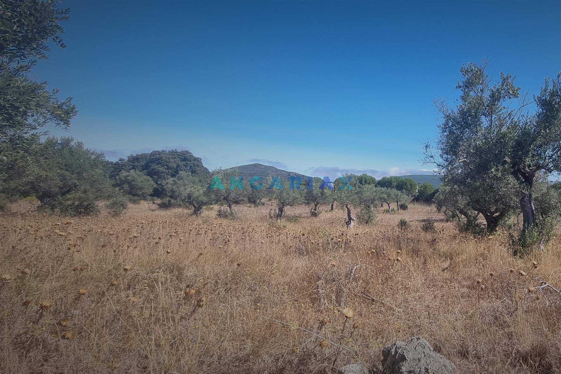 ANG1195 - Terreno para Venda em Alcanena, Santarém