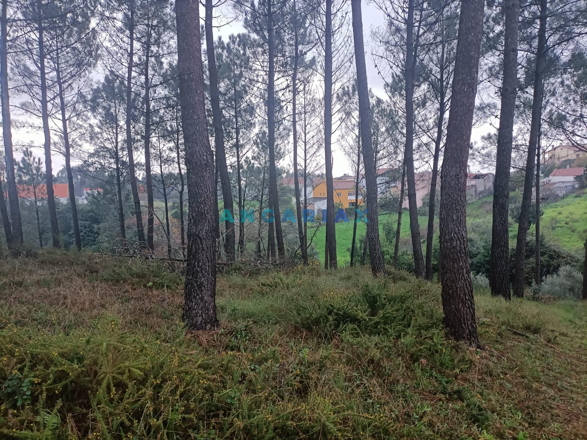 ANG1577 - Terreno para Venda em Chainça, Leiria