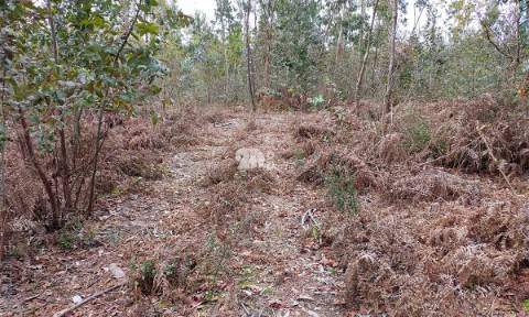 Terreno 4900m² - Palmeira