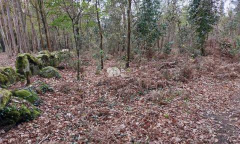 Terreno 4900m² - Palmeira