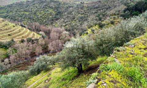 Terreno agrícola 71.790m² - Tabuaço