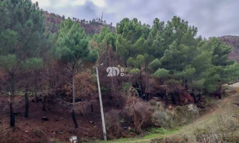 Terreno 8835m² - Távora