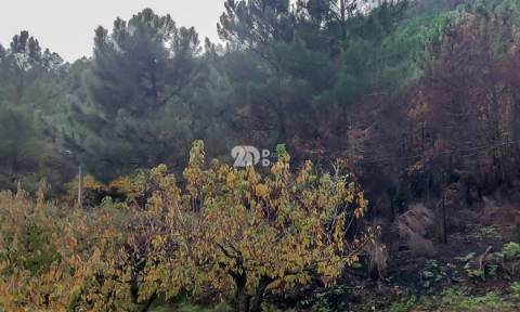 Terreno 8835m² - Távora