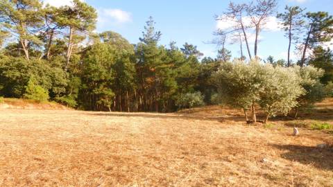 Terreno, Bajouca