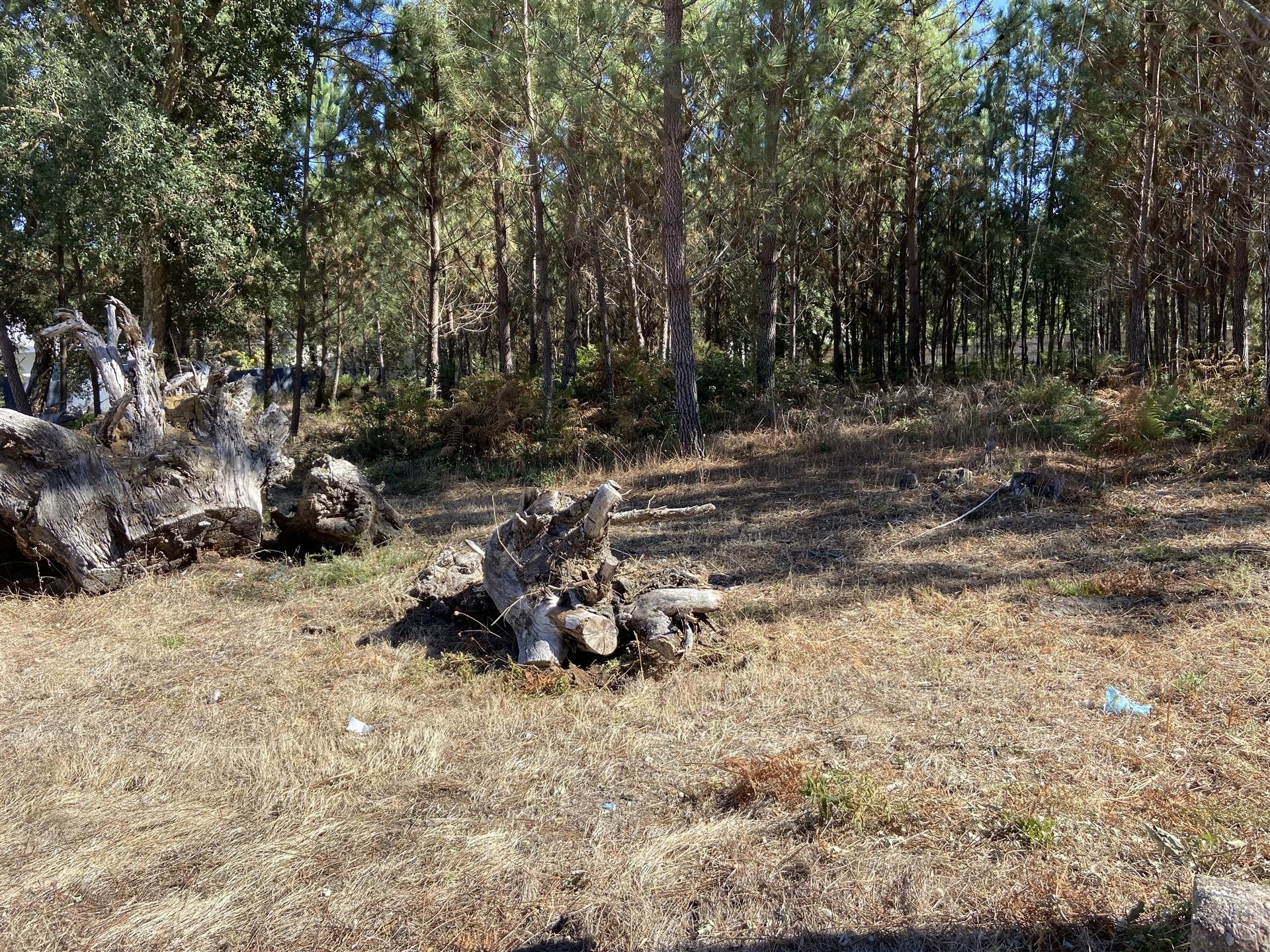 Terreno rustico /  Fagundo / Marinha Grande