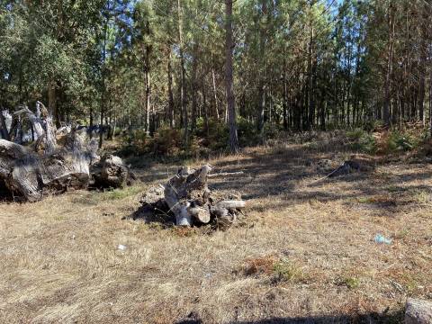 Terreno rustico /  Fagundo / Marinha Grande