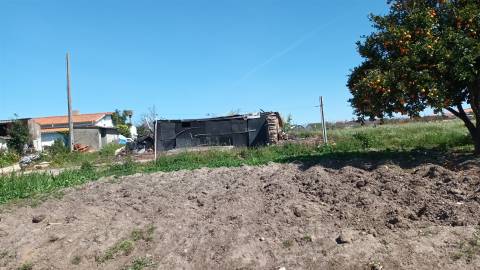Terreno plano para construção / 7 900 m2 / Amor / Leiria