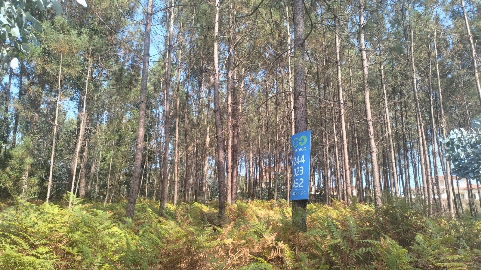 Terreno / Construção / Bidoeira de Baixo / Leiria