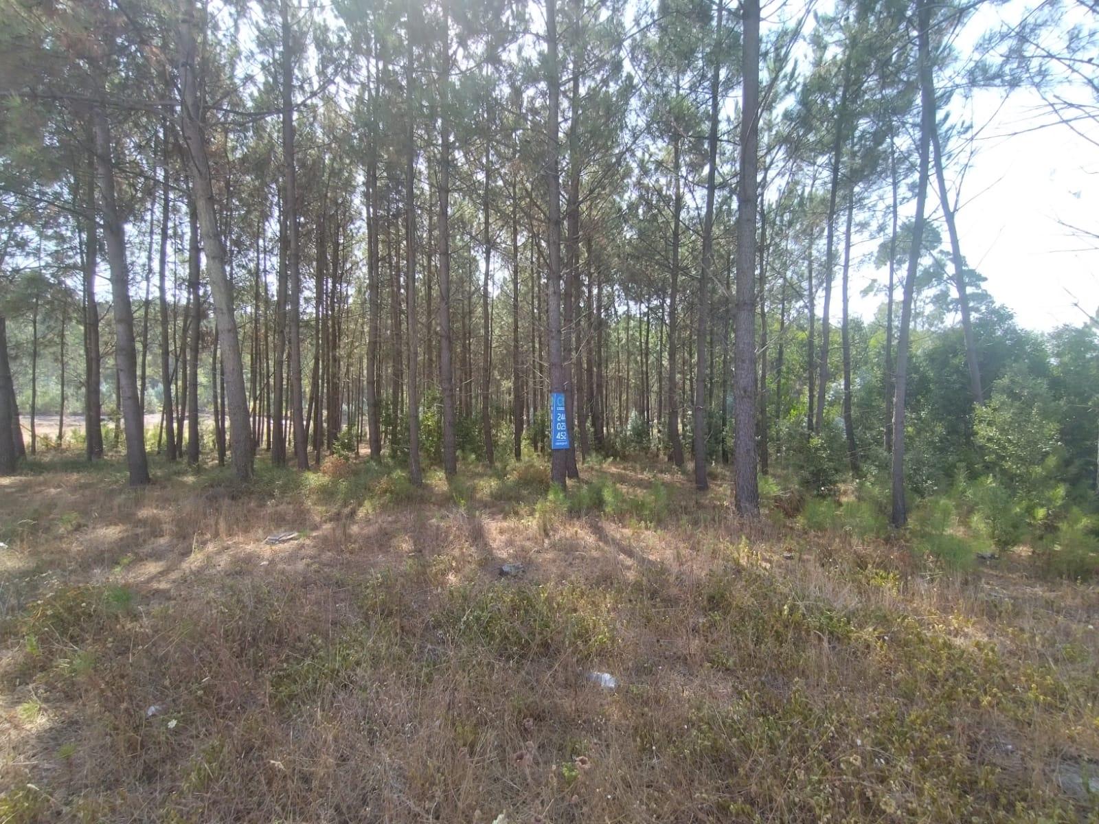 Terreno / Construção / Bidoeira de Baixo / Leiria