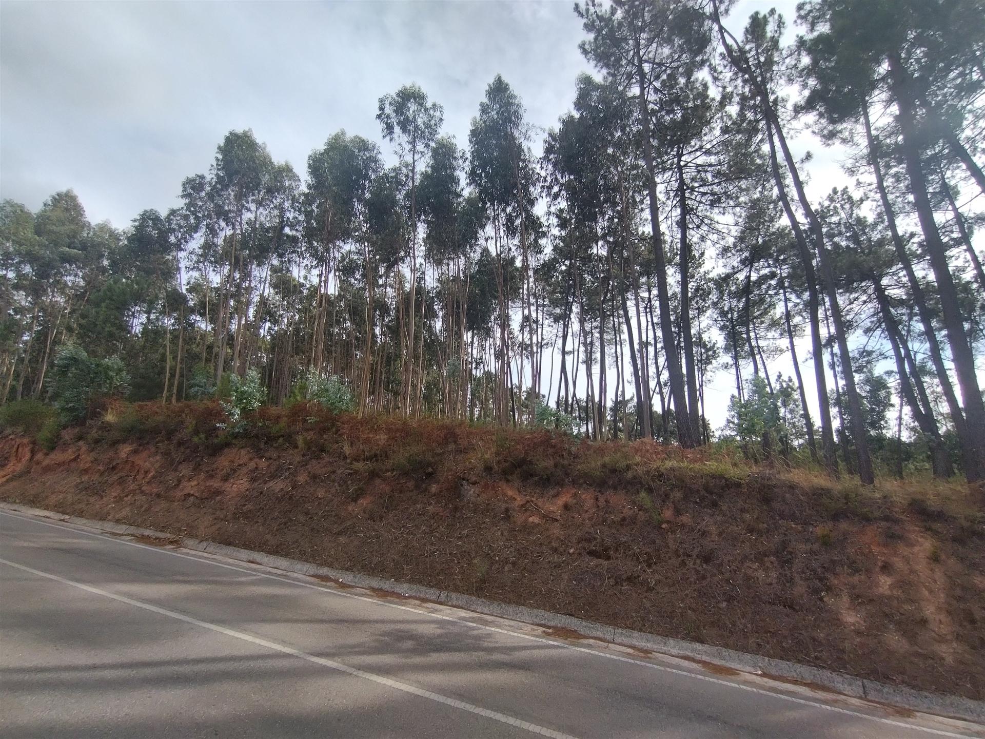 Terreno / Construção / Lameiras / Caranguejeira