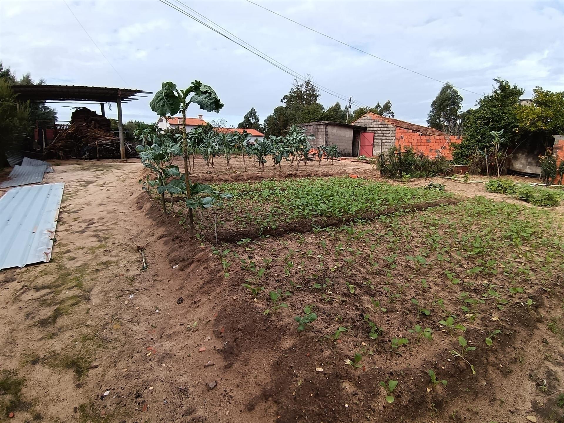 Terreno Urbano/Ruina c/água e luz/ 400m2 de terreno em Camarnal,Oliveira do Bairro.