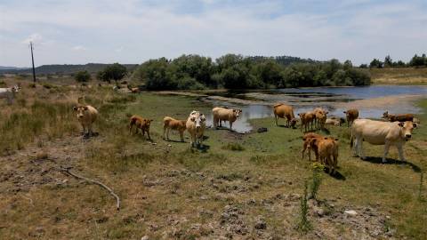 194,45 Hectares | 1 km de Frente Privada para o Rio Tejo | Portugal