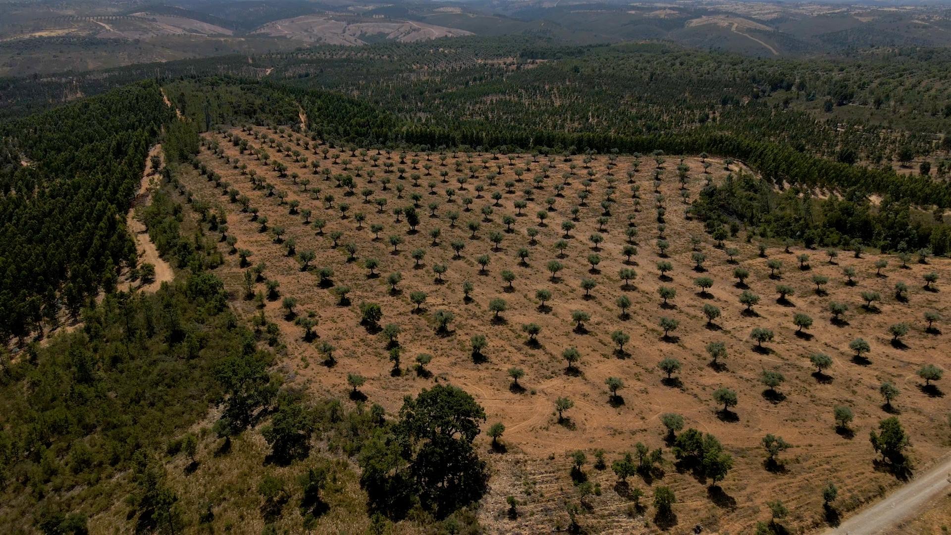 194,45 Hectares | 1 km de Frente Privada para o Rio Tejo | Portugal