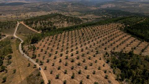 194,45 Hectares | 1 km de Frente Privada para o Rio Tejo | Portugal