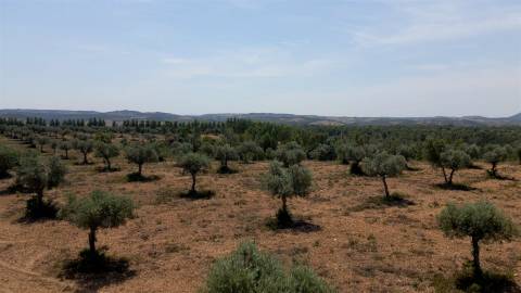 194,45 Hectares | 1 km de Frente Privada para o Rio Tejo | Portugal