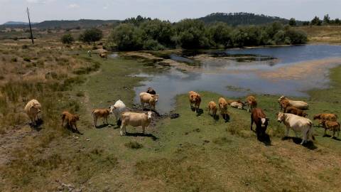 194,45 Hectares | 1 km de Frente Privada para o Rio Tejo | Portugal
