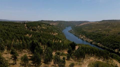 194,45 Hectares | 1 km de Frente Privada para o Rio Tejo | Portugal