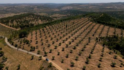 194,45 Hectares | 1 km de Frente Privada para o Rio Tejo | Portugal
