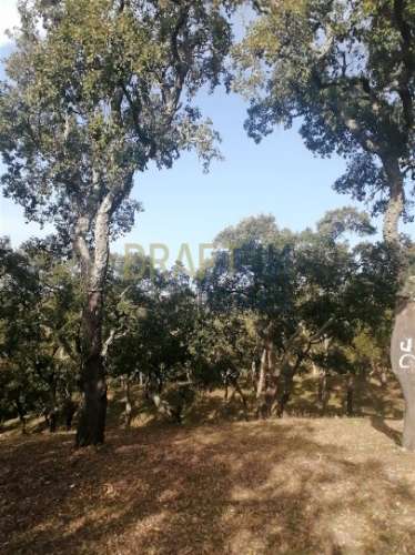 Terreno Rústico  Venda em Melides,Grândola