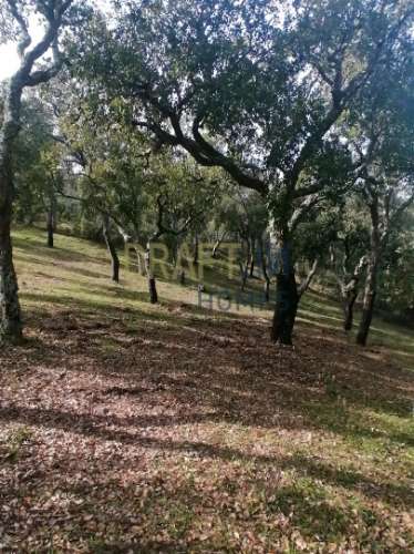 Terreno Rústico  Venda em Melides,Grândola