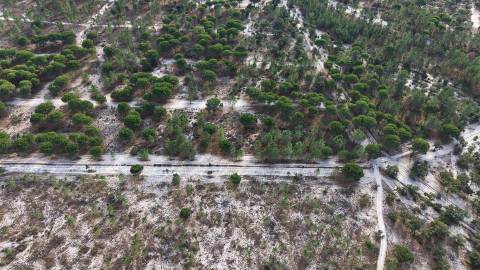 Terreno agrícola em Grândola